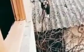 This Must Be Tom Cruise's Cat - Animals - VIDEOTIME.COM