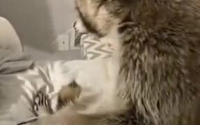 Scared Raccoon Wants To Hold Hands