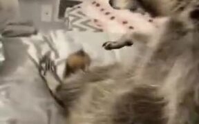 Scared Raccoon Wants To Hold Hands - Animals - VIDEOTIME.COM