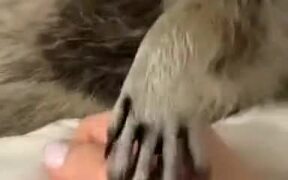 Scared Raccoon Wants To Hold Hands - Animals - VIDEOTIME.COM