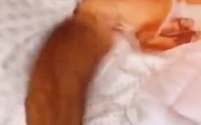 A Reason To Have A Pet Fox - Animals - VIDEOTIME.COM