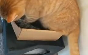 When There Is One Box But Two Cats - Animals - VIDEOTIME.COM