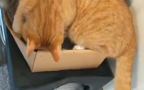 When There Is One Box But Two Cats