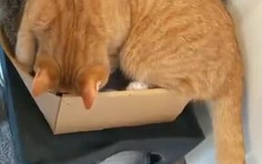 When There Is One Box But Two Cats