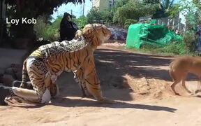 Fake Tiger Prank Dog Vs 2 Tiger - Animals - VIDEOTIME.COM