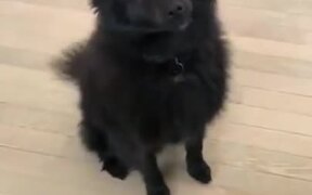 Doggo Loves The Word Hungry - Animals - VIDEOTIME.COM