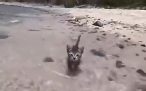 Kitten Getting Accustomed To Beach Water - Animals - VIDEOTIME.COM