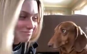 Innocent Dog Getting Leg Pulled - Animals - VIDEOTIME.COM