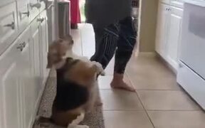 Dog Dancing On 2 Legs - Animals - VIDEOTIME.COM