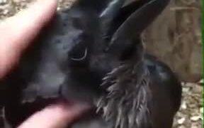 Crow Enjoying A Head Massage - Animals - VIDEOTIME.COM
