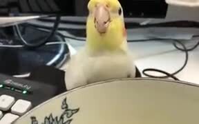 A Cockatiel Wants To Drink Human's Soup