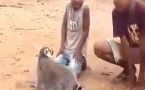 Animals Love Scratching By Humans