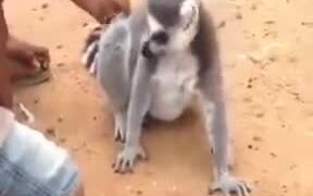 Animals Love Scratching By Humans - Animals - VIDEOTIME.COM