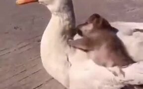Duck And Fluffy Little Puppy - Animals - VIDEOTIME.COM