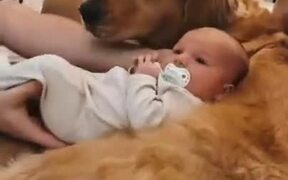 Baby Only Wants To Sleep On Doggo's Lap