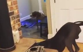 Big Doggo Copies Daddy - Animals - VIDEOTIME.COM