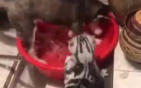 Cat Scolds Dog Like A Mother - Animals - VIDEOTIME.COM