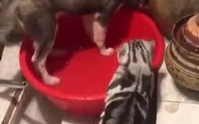Cat Scolds Dog Like A Mother