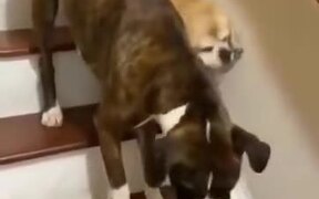 Dog Guides It's Blind Dog Friend Down The Stairs