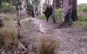 Tiny Dog Shows Big Bull Who's Boss! - Animals - VIDEOTIME.COM