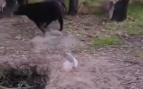 Tiny Dog Shows Big Bull Who's Boss!