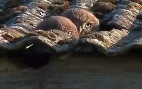 Spy Owls On The Job