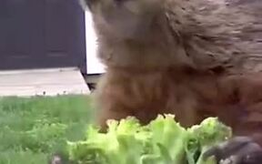 Does Broccoli Really Taste Good? - Animals - VIDEOTIME.COM