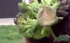 Does Broccoli Really Taste Good?