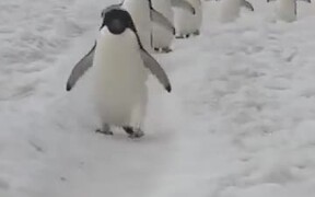 The Road Where Penguins March Past