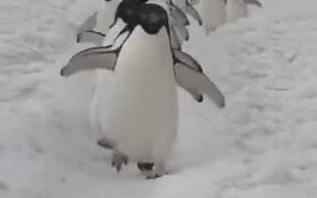 The Road Where Penguins March Past - Animals - VIDEOTIME.COM