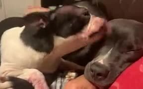 Dogs Licking Each Other's Tongue