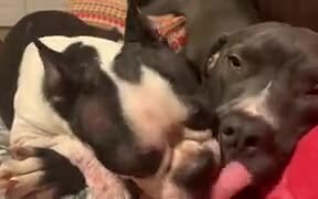 Dogs Licking Each Other's Tongue