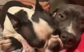 Dogs Licking Each Other's Tongue - Animals - VIDEOTIME.COM