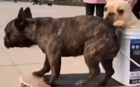 Two Dogs Enjoying Electric Skateboard - Animals - VIDEOTIME.COM