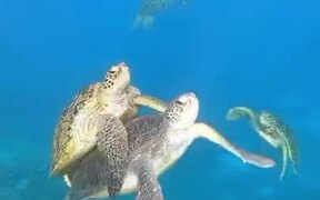 Sea Turtle Swimming Together