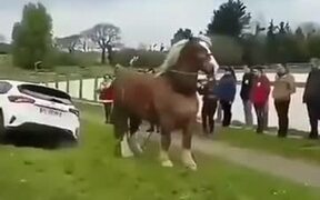 Horse Rescuing A Car - Animals - VIDEOTIME.COM