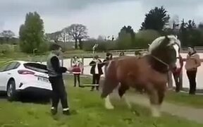 Horse Rescuing A Car
