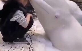 A White Beluga Whale Kissing A Girl