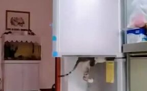Cats Are The Biggest Thieves Ever! - Animals - VIDEOTIME.COM