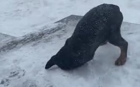 Puppy's First Ever Snowfall
