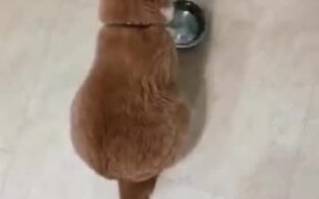 Looks Like This Cat Wants Food - Animals - VIDEOTIME.COM