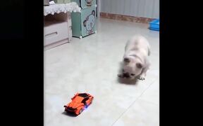 Cute Funny Pets Playing - Animals - VIDEOTIME.COM