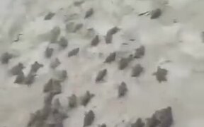 A Bucket Full Of Baby Turtles - Animals - VIDEOTIME.COM