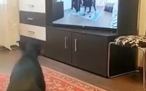 Doggo Learns To Walk On Two Legs