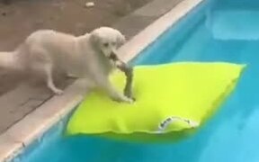 Cute Dog Jumps On A Floating Pillow In The Pool!