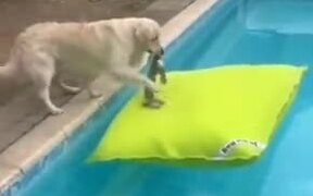 Cute Dog Jumps On A Floating Pillow In The Pool! - Animals - VIDEOTIME.COM