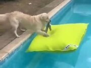 Cute Dog Jumps On A Floating Pillow In The Pool! - Animals - Y8.COM