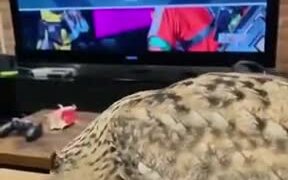 Playing Games With An Owl - Animals - VIDEOTIME.COM