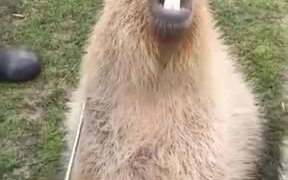 Capybara Is A Hapybara After Getting Scratches - Animals - VIDEOTIME.COM