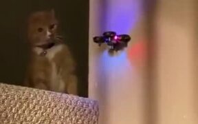 Catto Has Enough Of Being Scared Of The Drone